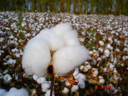 棉纺织行业研究