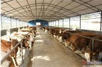 1500头肉牛养殖基地新建项目可行性研究报告