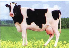 良种奶牛养殖场项目可行性研究报告