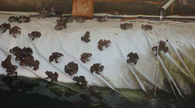 石蛙养殖可行性报告